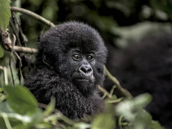 Unga Bergsgorilla i Virunga National Park, Afrika, demokratiska republiken Kongo — Stockfoto