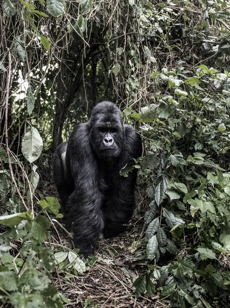 Gorila plateado de montaña en el Parque Nacional Virunga, África — Foto de Stock