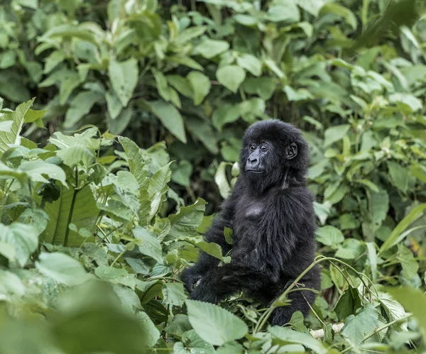 Jovem gorila de montanha no Parque Nacional Virunga, África, RDC — Fotografia de Stock