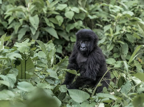 Jovem gorila de montanha no Parque Nacional Virunga, África, RDC — Fotografia de Stock