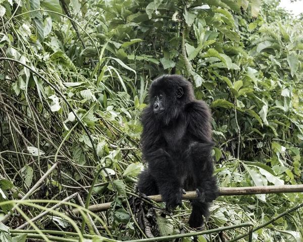 Jovem gorila de montanha no Parque Nacional Virunga, África, RDC — Fotografia de Stock