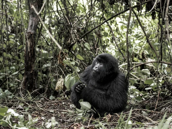 Gorila da montanha, Parque Nacional Virunga, RDC, África — Fotografia de Stock