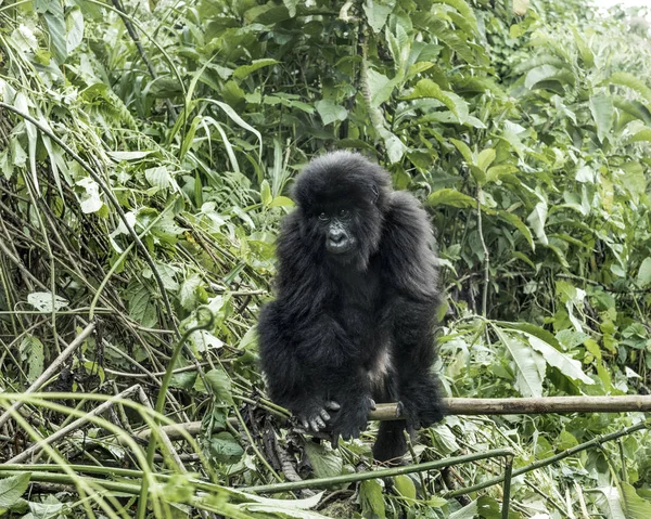 Jovem gorila de montanha no Parque Nacional Virunga, África, RDC — Fotografia de Stock