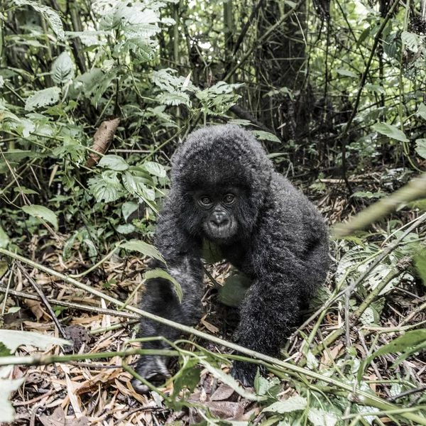 Young mountain gorilla in the Virunga National Park, Africa, DRC