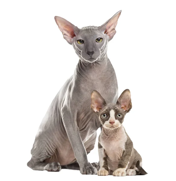 Twee Peterbald zitten en kijken naar de camera, geïsoleerd op whi — Stockfoto