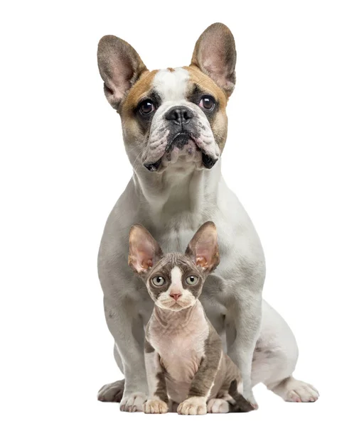 French Bulldog and Peterbold sittng and looking at camera, isola — Stock Photo, Image