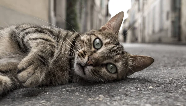 Gato sin hogar en el suelo por la calle — Foto de Stock