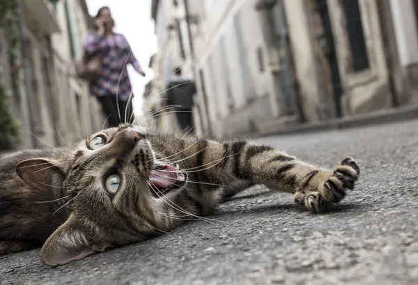 stock image homeless cat on the ground down the street