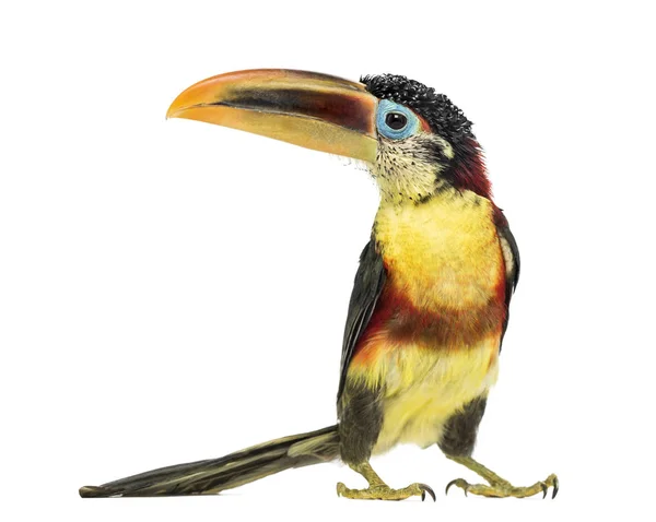 Aracari à crête bouclée, isolé sur blanc — Photo