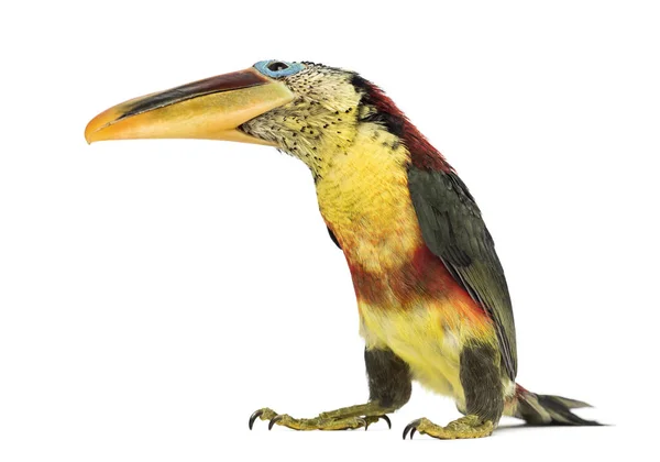 Aracari riccio-crestato, isolato su bianco — Foto Stock