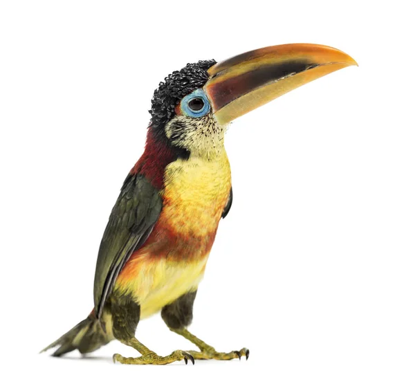 Aracari à crête bouclée, isolé sur blanc — Photo