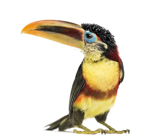 Aracari à crête bouclée, isolé sur blanc — Photo