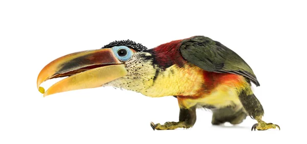 Lockenhaubenaracari, isoliert auf weiß — Stockfoto