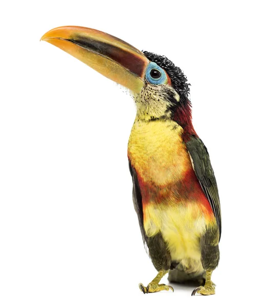 卷毛冠 aracari 上白色, 孤立 — 图库照片