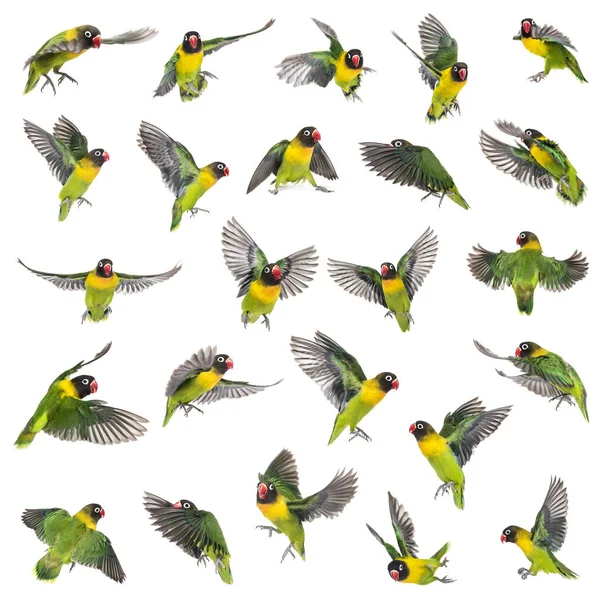 Sammlung von Gelbkragen-Turteltauben fliegen, isoliert auf whit — Stockfoto