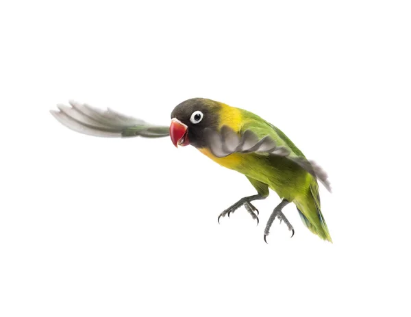 Papoušík škraboškový létání, izolované na bílém — Stock fotografie
