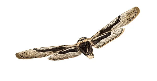 Motyl Brahmaea hearseyi — Zdjęcie stockowe