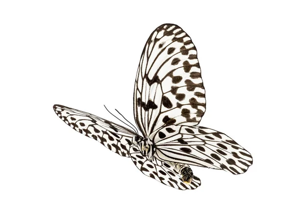 Butterfly Idea hypermnestra — Stock Photo, Image