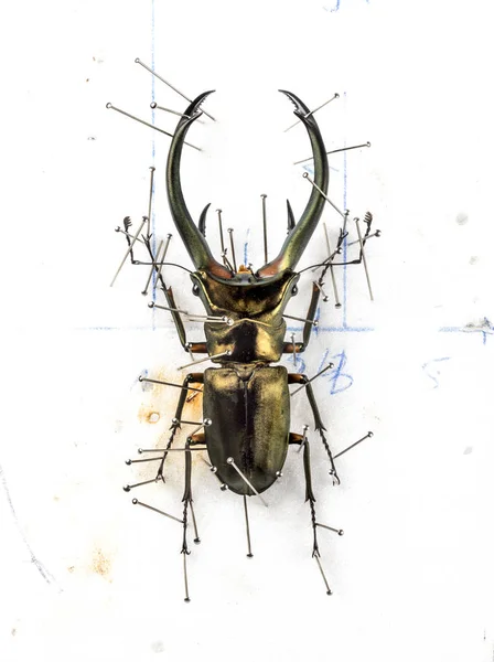 Beetle Cyclommatus elaphus nailed — Stock Photo, Image