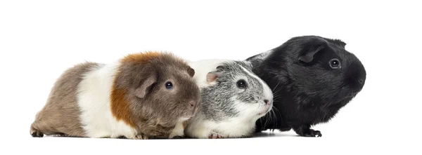 Three Guinea pigs, carvia porcellus, isolated on white — Stock Photo, Image