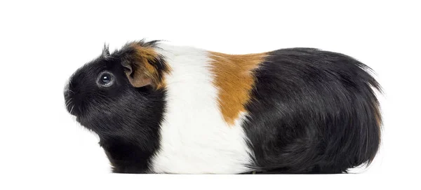 Vista lateral de un conejillo de Guinea, Cavia porcellus, aislado en blanco —  Fotos de Stock