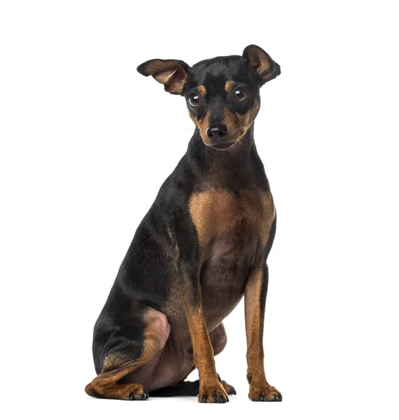 Miniatura Pinscher (1 rok starý) — Stock fotografie