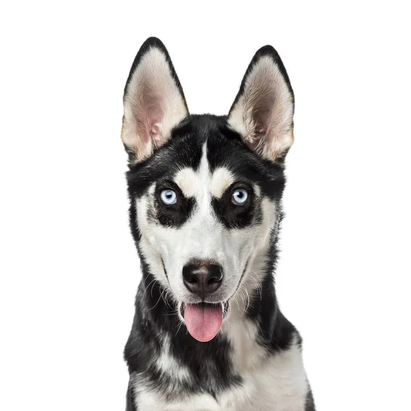Close-up of a Siberian Husky panting, 7 months old, isolated on — Stock Photo, Image