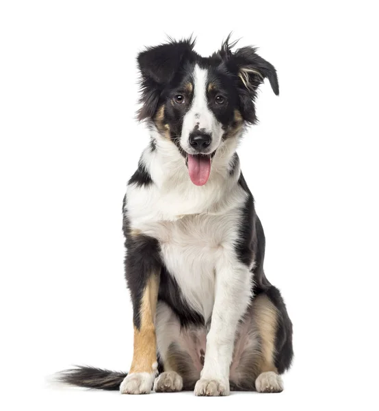 Welpe Border Collie hechelt, 5 Monate alt, isoliert auf weiß — Stockfoto