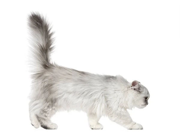 Side view of a Persian kitten, 3 months old, isolated on white — Stock Photo, Image