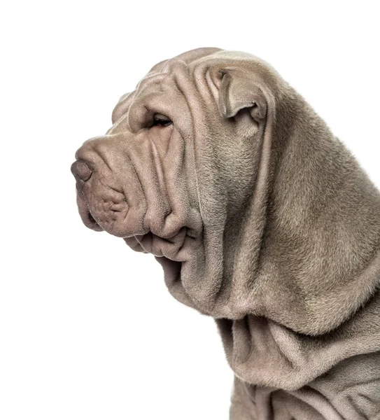 Close-up and side view of a Shar Pei puppy, 10 weeks old, isolat — Stock Photo, Image