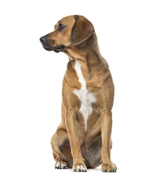 Rhodesian ridgeback sitting, isolated on white — Stock Photo, Image