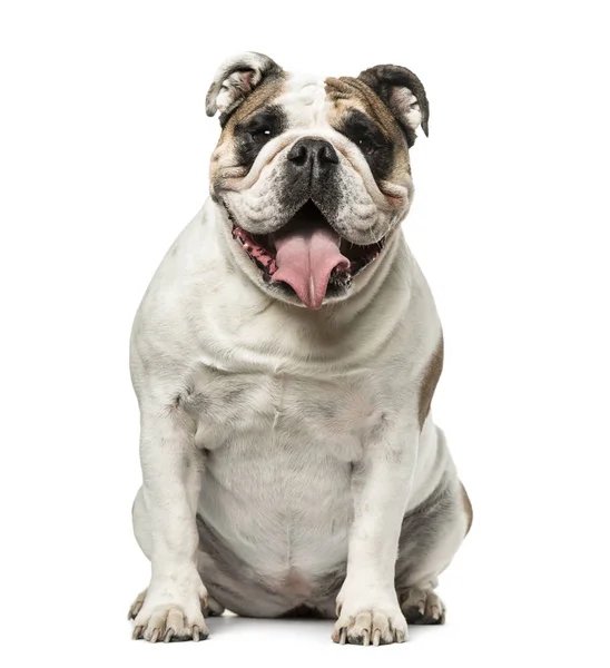 English Bulldog sitting and panting, 4 years old, isolated on wh — Stock Photo, Image