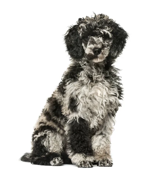 Cucciolo Poodle seduto, 13 settimane, isolato su bianco — Foto Stock