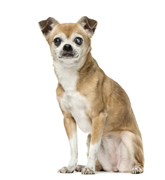 Chihuahua com doença ocular sentado, 12 anos, isolado no whi — Fotografia de Stock