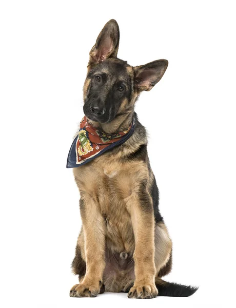 Welpe Deutscher Schäferhund mit buntem Schal sitzend, 4 m — Stockfoto
