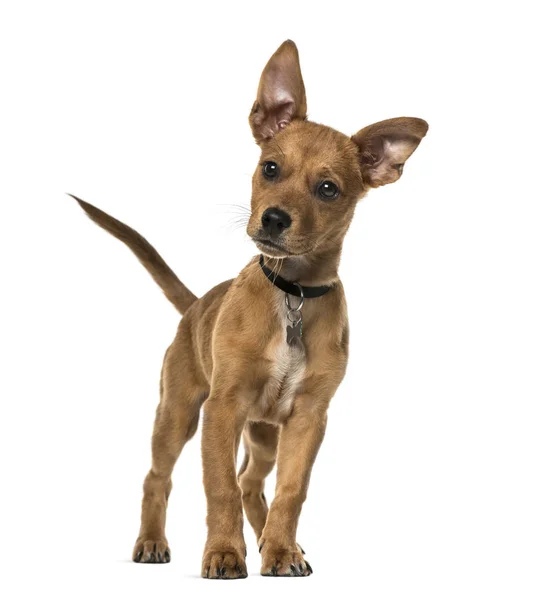 Mixed-breed dog standing, 3 months old, isolated on white — Stock Photo, Image