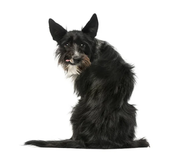 Rear view of a Mixed breed dog sitting and looking backwards, is — Stock Photo, Image