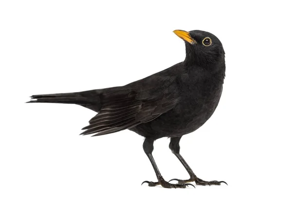 Blackbird Turdus merula olhando para cima, isolado em branco — Fotografia de Stock