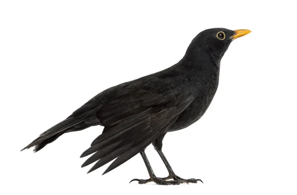Чорний птах Туруддіс-Мерула , ізольований на білому — стокове фото