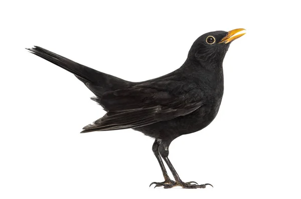 黑鸟种东半球，白色上孤立 — 图库照片