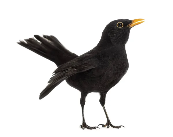 Merle noir Turdus merula, isolé sur blanc — Photo