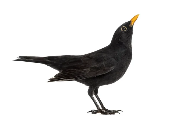 Blackbird Turdus merula looking up , isolated on white — Stock Photo, Image