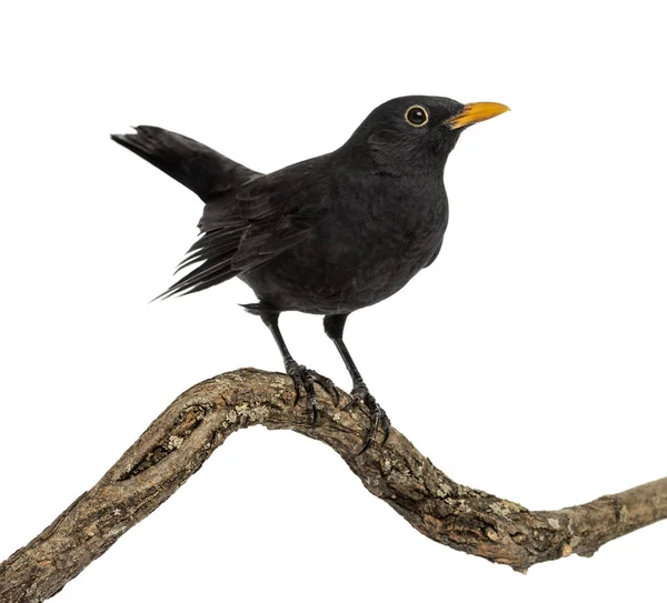 Turdus merula on a wood branch, isolated on white — стоковое фото