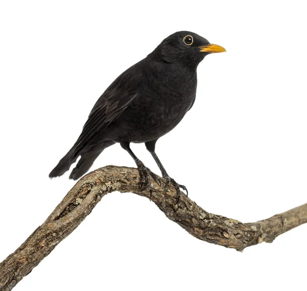 Turdus merula su un ramo di legno, isolato su bianco — Foto Stock