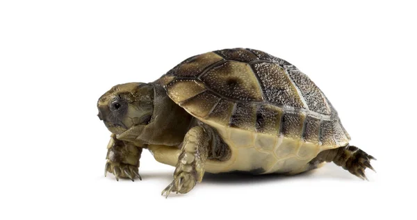 Nieuwe geboren schildpad, geïsoleerd op wit — Stockfoto