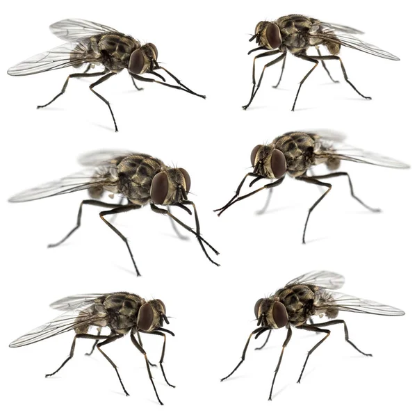 Collection of common houseflies , isolated on white — Stock Photo, Image