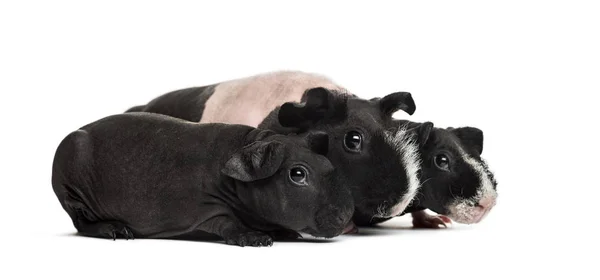 Mother and babies hairless guinea pigs, isolated on white — Stock Photo, Image