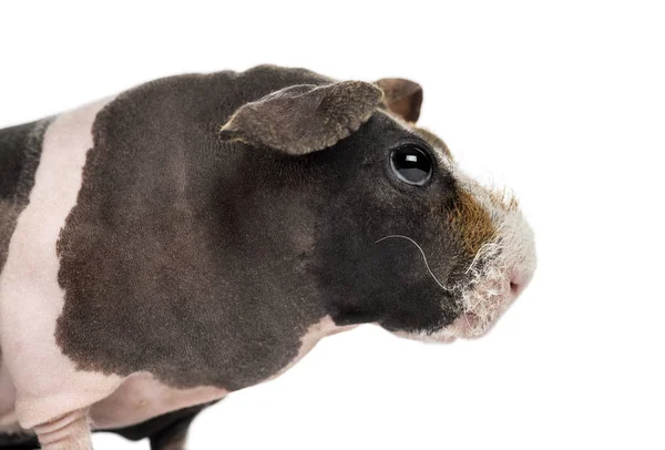 Close-Up beyaz izole bir tüysüz eskiden şiling şimdi domuz — Stok fotoğraf