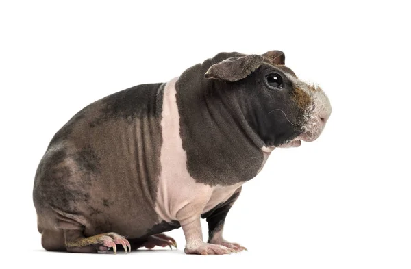 Seitenansicht des haarlosen Meerschweinchens, isoliert auf weiß — Stockfoto