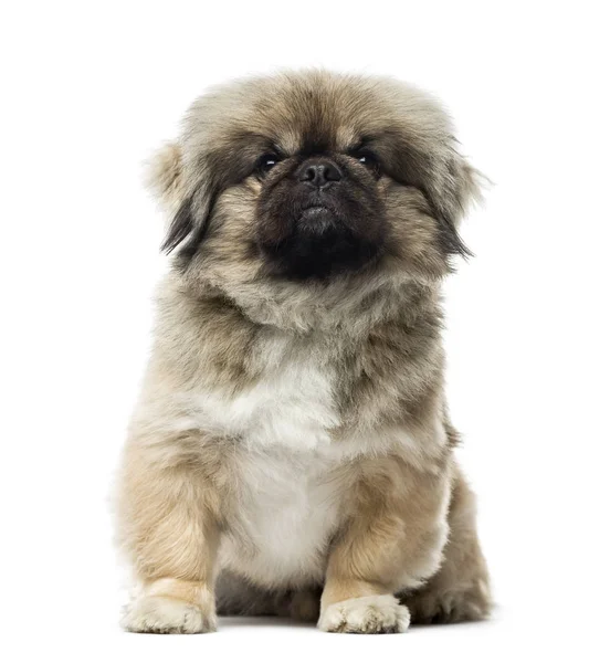 Pekinés sentado, aislado en blanco — Foto de Stock